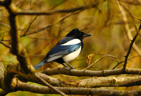 All about clearance magpies